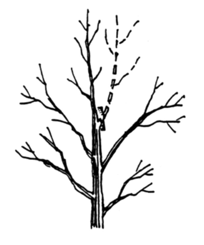 Welcome Illustration